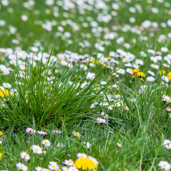 Кульбаба і ромашки на траві — стокове фото