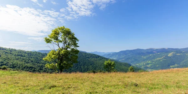 Träd på ängen i bergslandskapet — Stockfoto