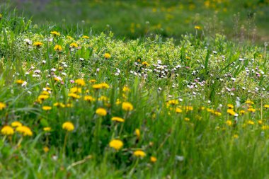 dandelions and other weeds among the grass clipart