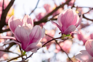 İlkbaharda manolya ağacı çiçek açar.