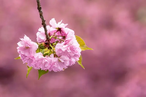 Цветок сакуры в саду — стоковое фото