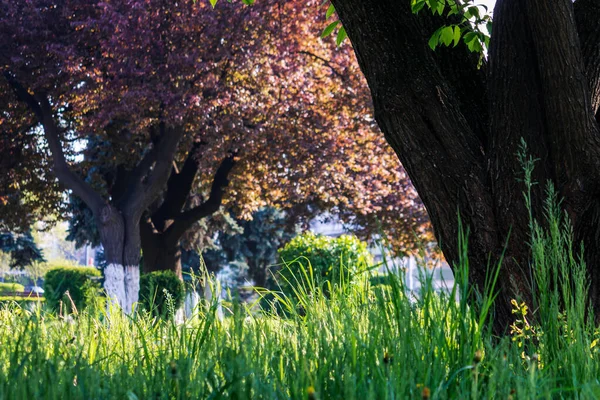 公园里的树上长满了新鲜的青草 — 图库照片