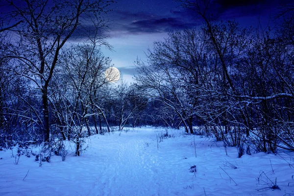 Зимовий ліс вночі — стокове фото