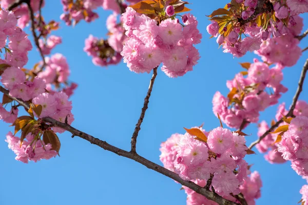 Cherry blossom on the blue sky background — Stock Photo, Image