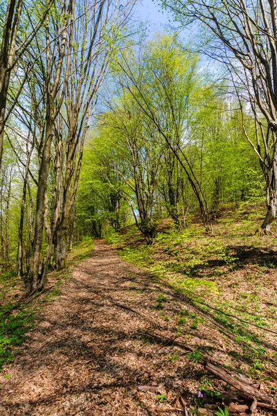Ścieżka przez las wiosną — Zdjęcie stockowe