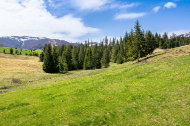 Güneşli bir günde dağlarda çayır ve orman