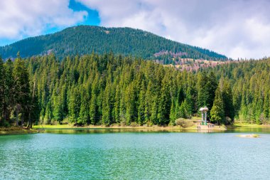 Dağlardaki kozalaklı ormanların arasında.