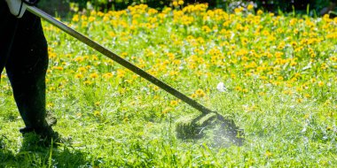 Bahçedeki karahindibaları ve diğer otları buduyorum.