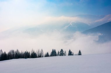 Karla kaplı bir dağ çayırında ladin ormanları