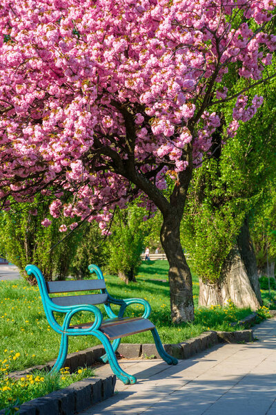 bench under the cherry blossom