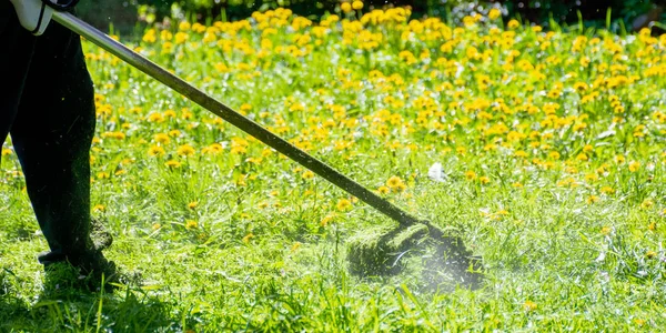 Snoeien van paardebloemen en ander onkruid in de tuin — Stockfoto