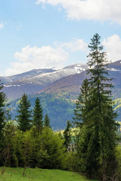 Fichtenwald auf einem grasbewachsenen Hügel in den Bergen — Stockfoto