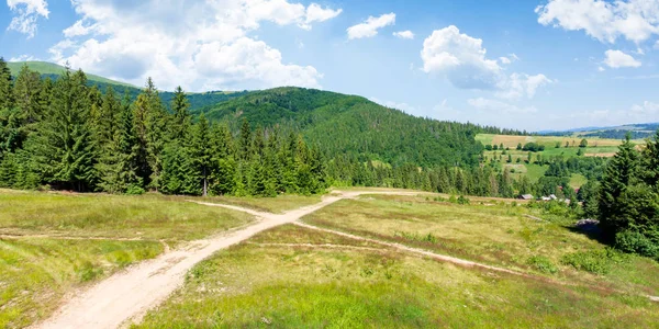 forested carpathian mountains in summer