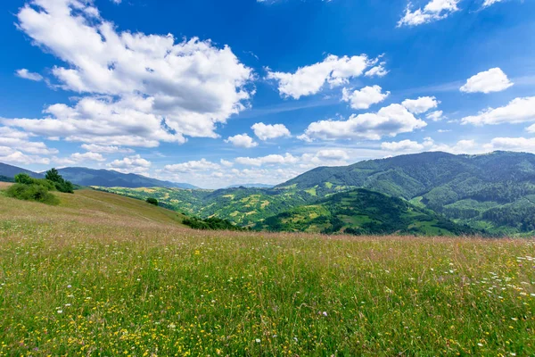 Prado da montanha com ervas selvagens e grama verde — Fotografia de Stock