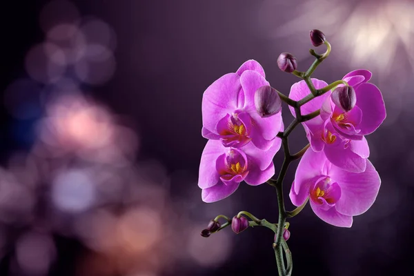 Flor de orquídea em um fundo roxo borrado — Fotografia de Stock