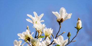 Beyaz Manolya çiçeği