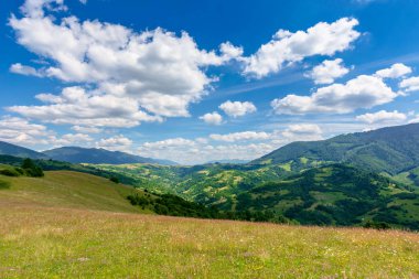 Yabani otlar ve yeşil otlarla dolu bir dağ çayırı.
