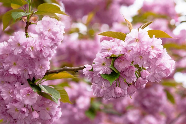 Sakura květ v zahradě — Stock fotografie