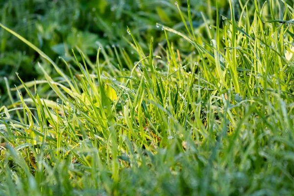 Kapky rosy na zelenou trávu — Stock fotografie