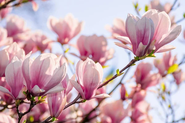 Drzewo magnolii kwitnie wiosną — Zdjęcie stockowe