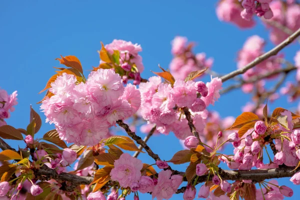 Flor de cerezo sobre el fondo azul del cielo — Foto de Stock