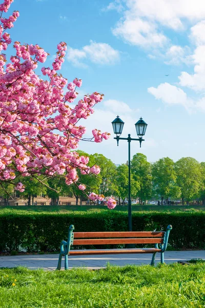 Banco bajo la flor de cerezo — Foto de Stock