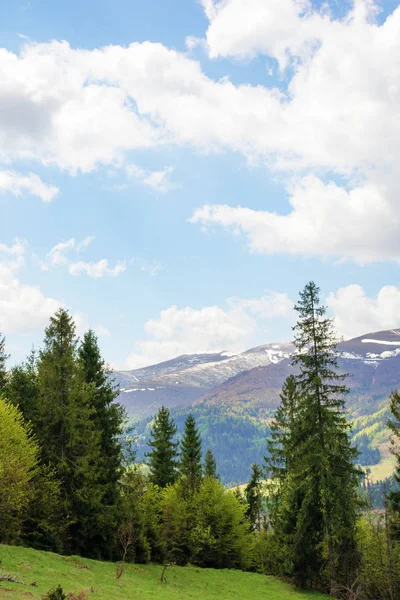 Fichtenwald auf einem grasbewachsenen Hügel in den Bergen — Stockfoto
