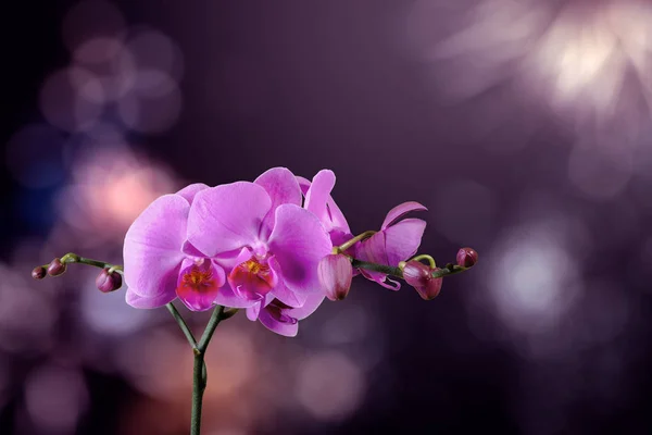 Flor de orquídea sobre un fondo púrpura borroso — Foto de Stock