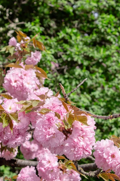 通りにピンクの桜が咲く — ストック写真