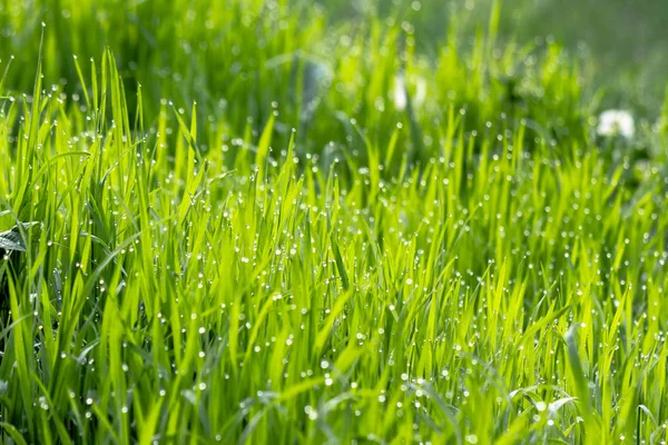 Yeşil çimenlere çiy damlaları düşer. — Stok fotoğraf