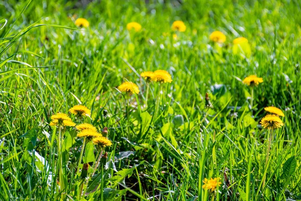 黄色的蒲公英花草丛中 — 图库照片