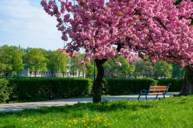 Kiraz çiçeğinin altındaki bank.