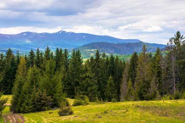 Beboste heuvels van Karpaten in het voorjaar — Stockfoto