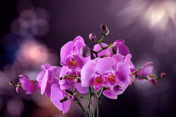 Орхидея цветок на размытом фиолетовом фоне — стоковое фото