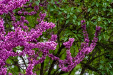 Yehuda ağacı çiçek açmış.