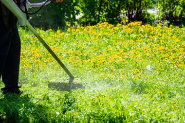 Bahçedeki karahindibaları ve diğer otları buduyorum.