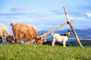 Baharda çayırdaki keçi sürüsü.
