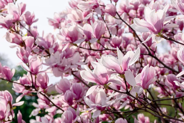 Rosa Blüte des Magnolienbaums — Stockfoto