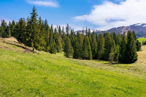 Campo de los cárpatos primavera — Foto de Stock