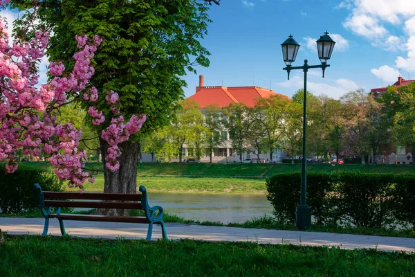 Лавка під вишневим цвітом — стокове фото