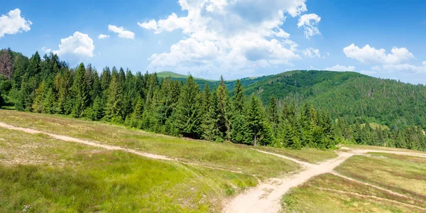 forested carpathian mountains in summer