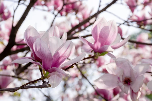 Różowy kwiat drzewa magnolii — Zdjęcie stockowe