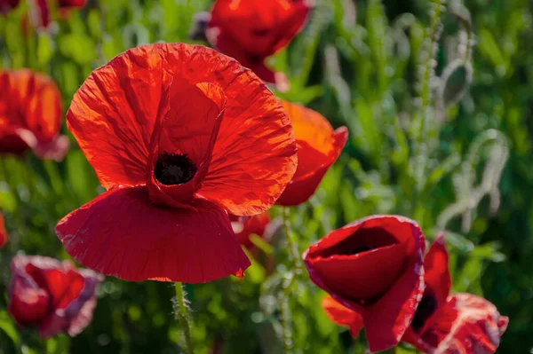 Florescendo campo de flores de papoula vermelha ao pôr do sol — Fotografia de Stock