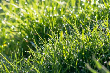 Yeşil çimenlere çiy damlaları düşer.