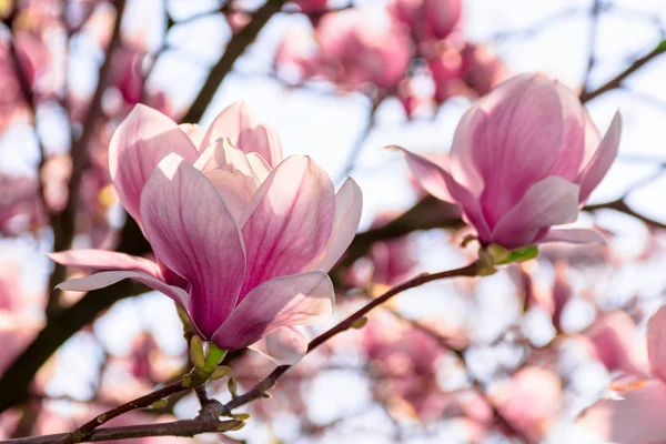 Magnolia boom bloesem in de lente — Stockfoto