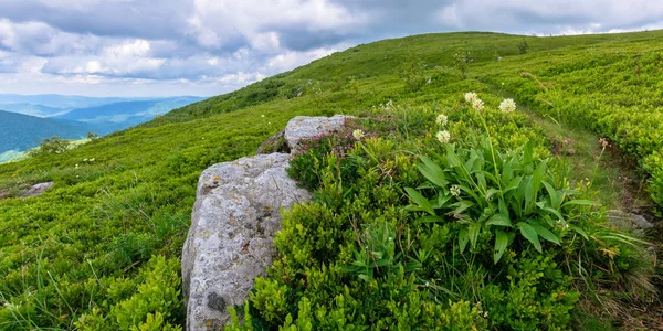 Dzikie rośliny i kwiaty na zboczu wzgórza — Zdjęcie stockowe