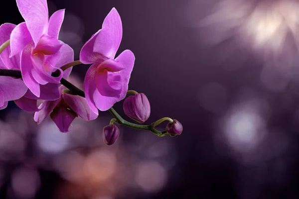 Flor de orquídea em um fundo roxo borrado — Fotografia de Stock