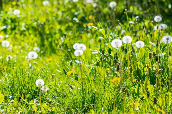 Білі пухнасті кульбаби в траві — стокове фото