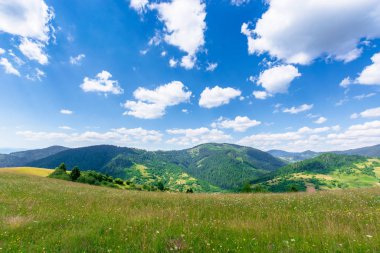 Yabani otlar ve yeşil otlarla dolu bir dağ çayırı.