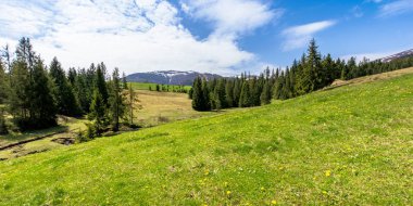 Güneşli bir günde dağlarda çayır ve orman